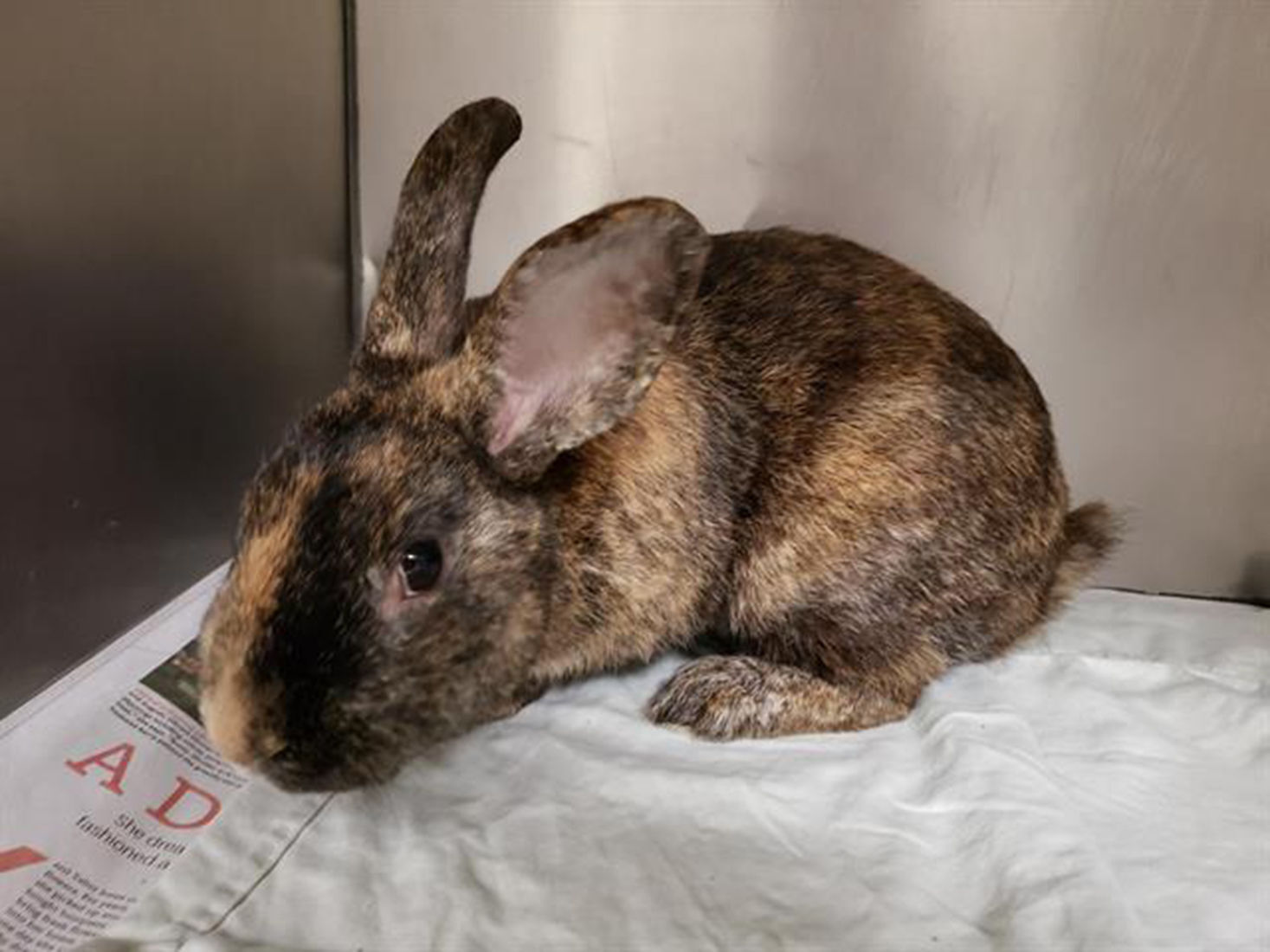 Pet of the Week: Professor Utonium